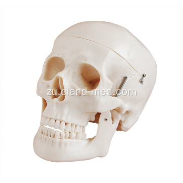 I-Deluxe-Life Size Skull Isitayela D